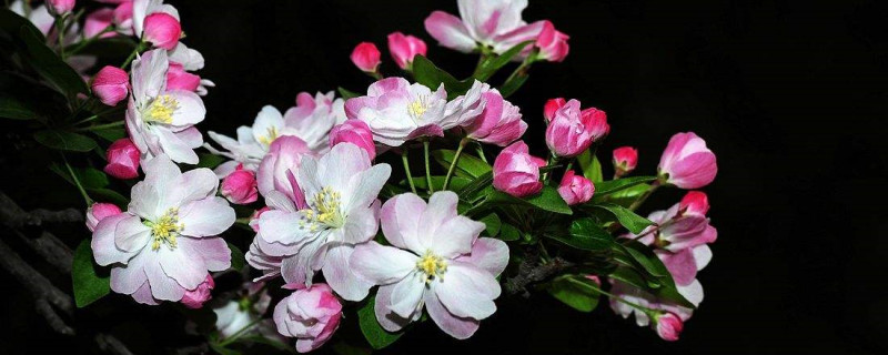 海棠花枯萎了还能活吗 海棠花枯萎了还能活吗