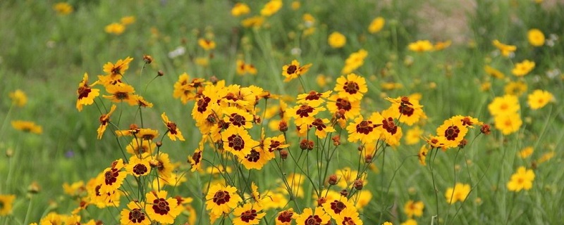 蛇目菊浇水的时间/方法/水量/频率 蛇目菊浇水的时间/方法/水量/频率