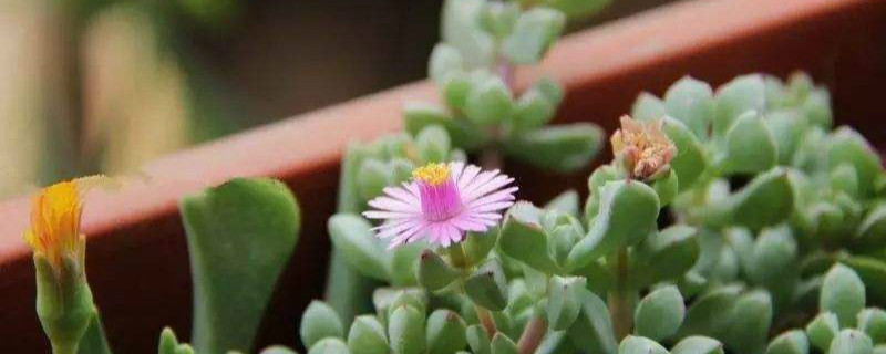 鹿角海棠怎么养开花 鹿角海棠怎么养开花