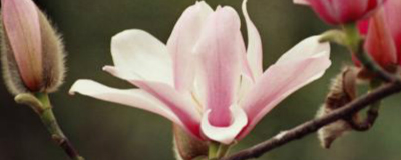 旱莲什么季节种 旱莲什么季节种