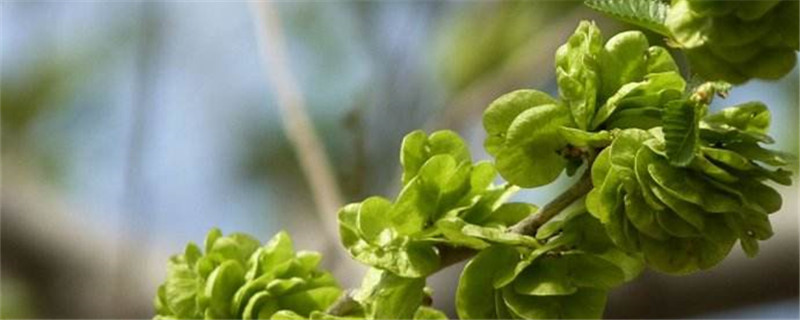 榆树盆景施肥季节 榆树盆景施肥季节