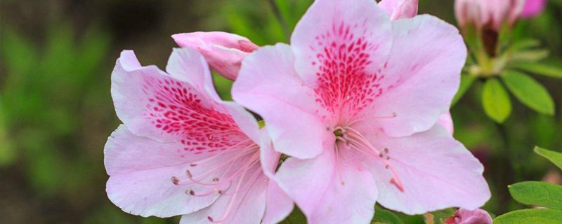 杜鹃什么季节种 杜鹃什么季节种