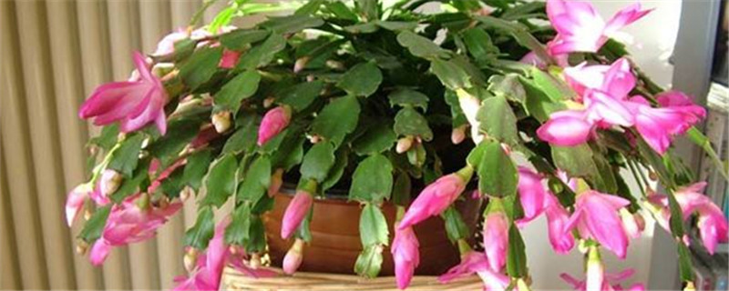 蟹爪兰什么季节施肥