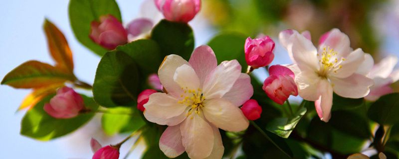 海棠开花时可以换盆吗 海棠开花时可以换盆吗