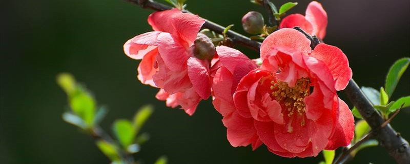 盆栽长寿冠海棠啥季节换盆土 盆栽长寿冠海棠啥季节换盆土
