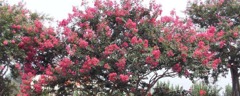 海棠花花期能换盆吗 海棠花花期能换盆吗