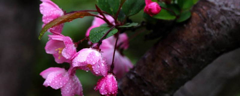 带花苞海棠花可以春季换盆吗 带花苞海棠花可以春季换盆吗