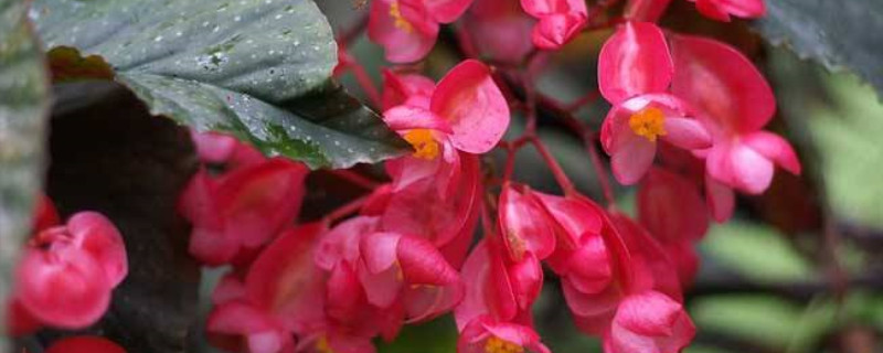 竹节海棠换盆方法 竹节海棠换盆方法