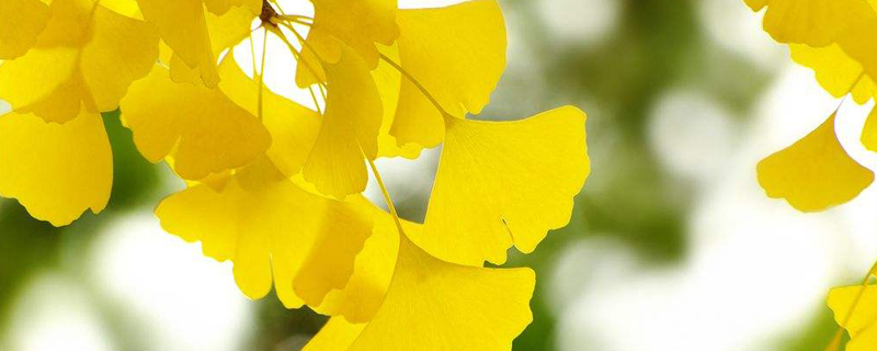 银杏盆景适合什么季节剪枝 银杏盆景适合什么季节剪枝