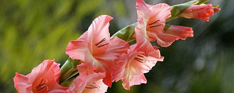 唐菖蒲什么季节种植
