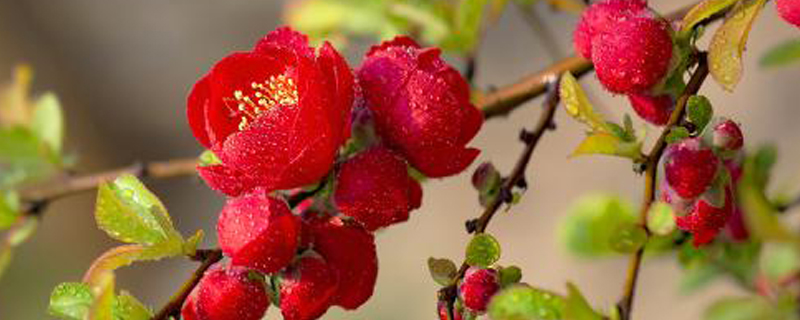 海棠什么季节结果 海棠什么季节结果