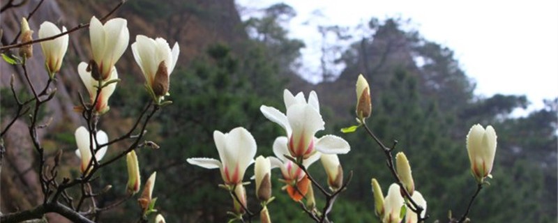 玉兰什么季节移栽好 玉兰什么季节移栽好