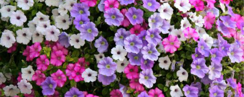 矮牵牛花籽怎么种 矮牵牛花籽怎么种