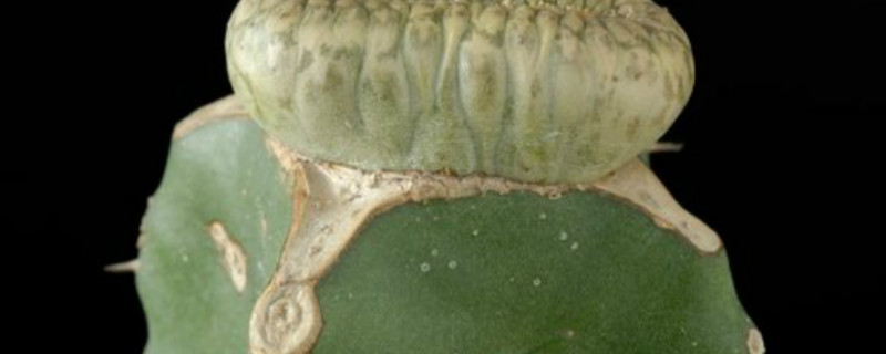 圆锥麒麟浇水方法