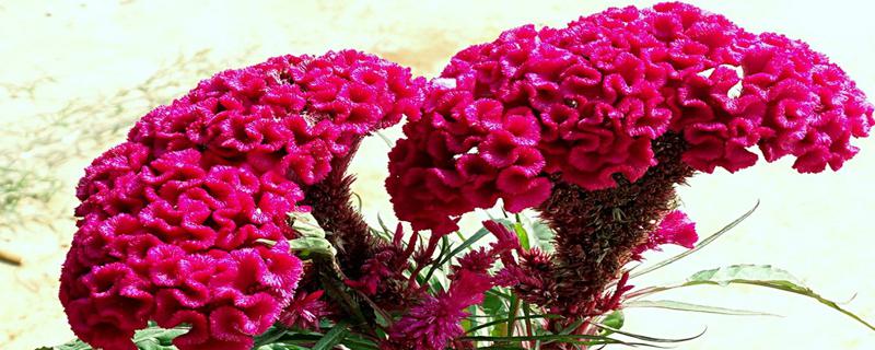 鸡冠花的光照/土壤/温度/水分/施肥方法 鸡冠花的光照/土壤/温度/水分/施肥方法