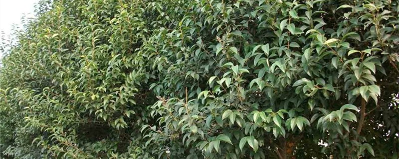 丛生大叶女贞种植技术 丛生大叶女贞种植技术
