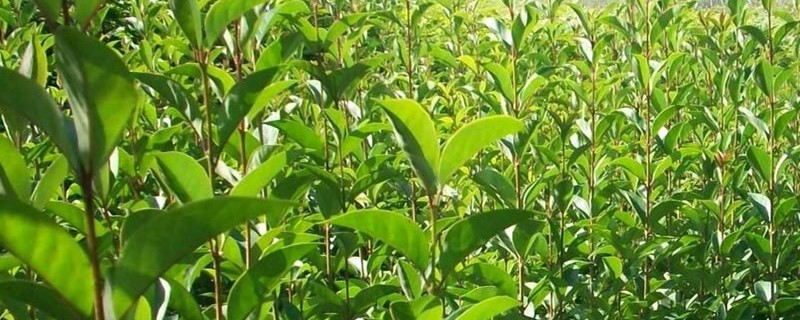 大叶女贞的种植方法 大叶女贞的种植方法