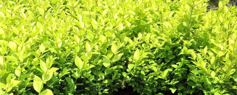大叶女贞种子种植技术 大叶女贞种子种植技术