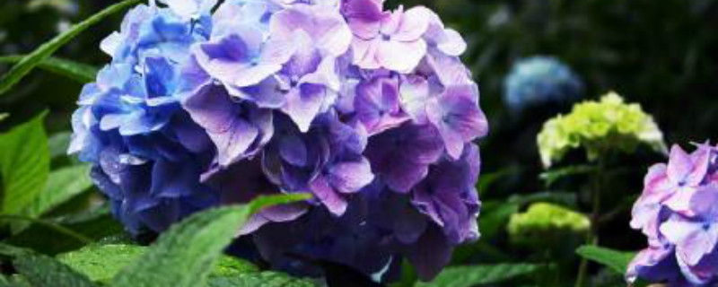 八仙花怎样栽培 八仙花怎样栽培