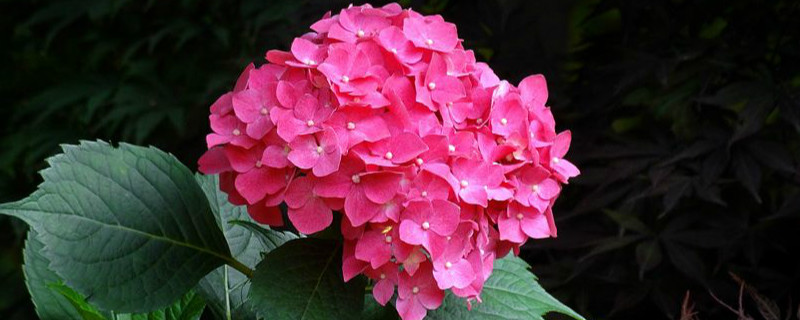 八仙花长得快吗 八仙花长得快吗