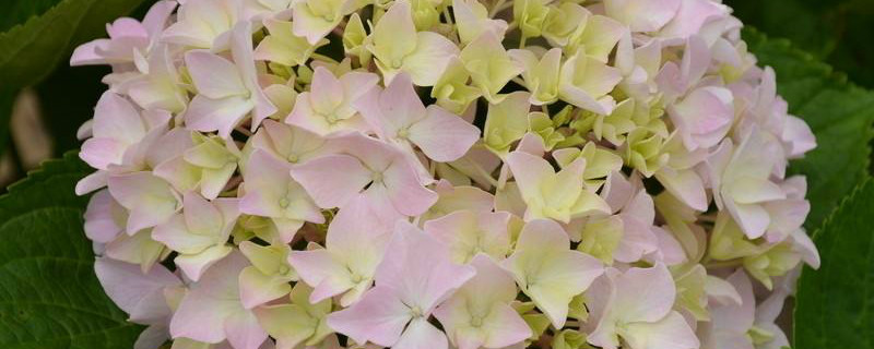 八仙花养护方法 八仙花养护方法