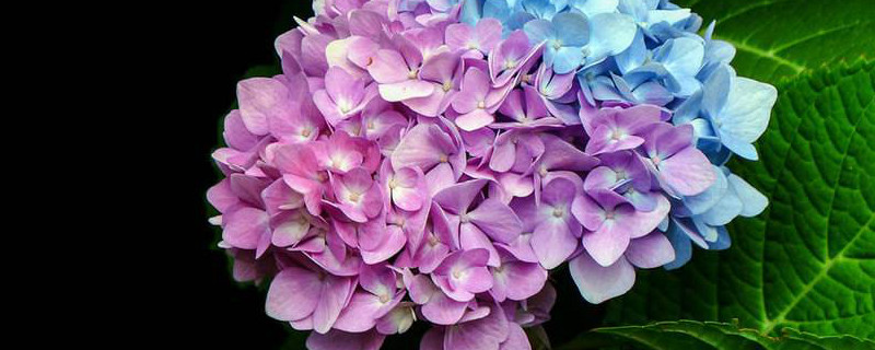 八仙花用什么土最好 八仙花用什么土最好