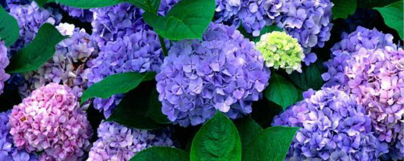 巴西铁花蕾怎么开花 巴西铁花蕾怎么开花