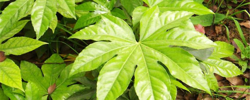 植物八角金盘怎么养