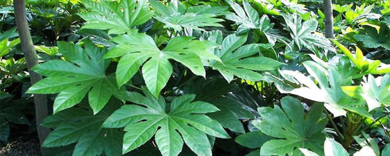 八角金盘怎样种植 八角金盘怎样种植