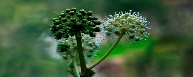 八角金盘花期 八角金盘花期