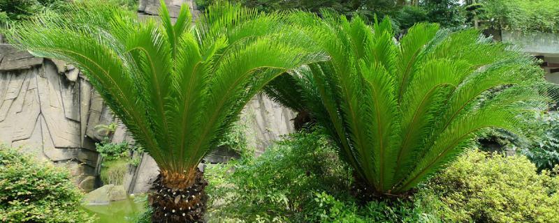 苏铁浇水的时间/方法/水量/频率 苏铁浇水的时间/方法/水量/频率