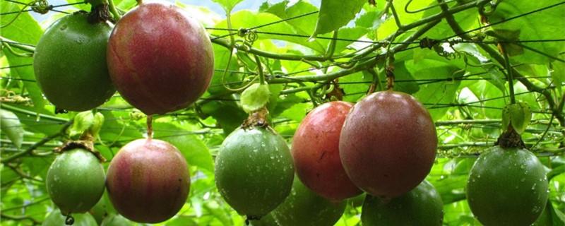 百香果花是什么样的 百香果花是什么样的