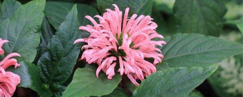 巴西羽花的养殖方法 巴西羽花的养殖方法