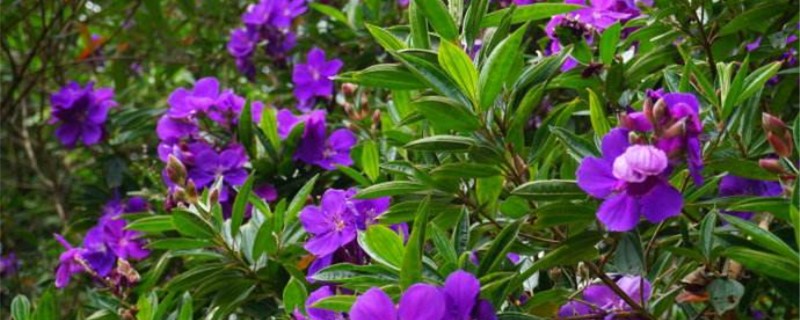 巴西野牡丹花期 巴西野牡丹花期