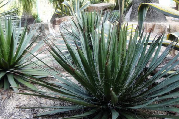 狭叶龙舌兰 Agave angustifolia 狭叶龙舌兰 Agave angustifolia