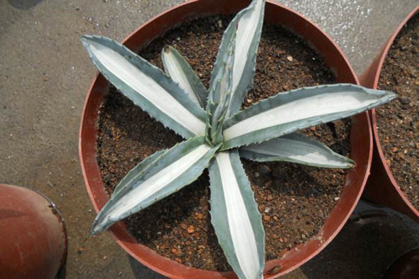 白心龙舌兰 Agave americana var. medio-picta ‘Alba’ 白心龙舌兰 Agave americana var. medio-picta ‘Alba’
