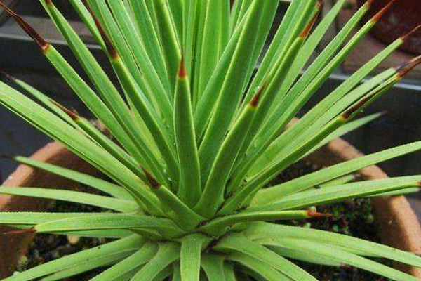 龙发 Agave echinoides 龙发 Agave echinoides