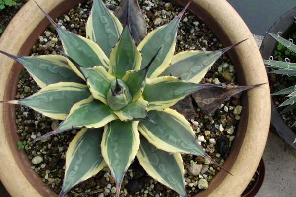 吉祥天锦 Agave fuachucensis ‘Variegata’ 吉祥天锦 Agave fuachucensis ‘Variegata’