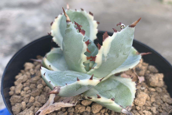 甲蟹 Agave isthmensis 甲蟹 Agave isthmensis