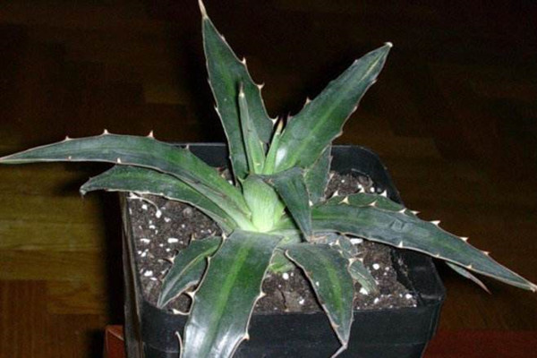 白瓷炉 Agave lophantha var. poselgeri 白瓷炉 Agave lophantha var. poselgeri
