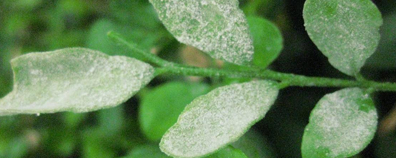 花的白粉病用什么药 花的白粉病用什么药