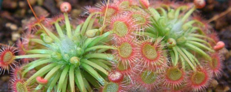 茅膏菜浇水的时间/方法/水量/频率 茅膏菜浇水的时间/方法/水量/频率