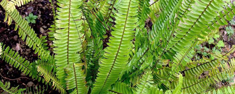肾蕨浇水的时间/方法/水量/频率 肾蕨浇水的时间/方法/水量/频率