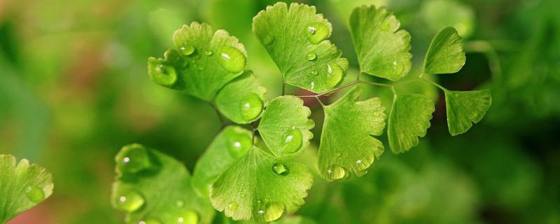 铁线蕨浇水的时间/方法/水量/频率 铁线蕨浇水的时间/方法/水量/频率