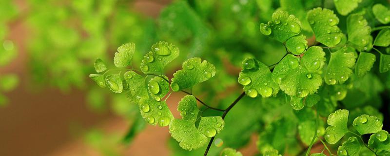 铁线蕨的光照/土壤/温度/水分/施肥方法 铁线蕨的光照/土壤/温度/水分/施肥方法