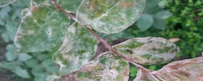 紫薇白粉病病原 紫薇白粉病病原