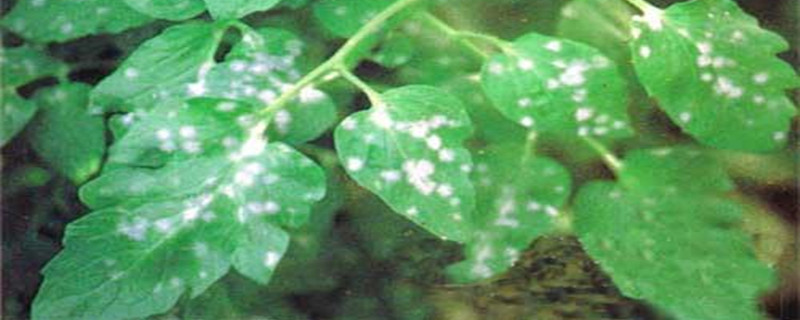 花卉白粉病的防治 花卉白粉病的防治