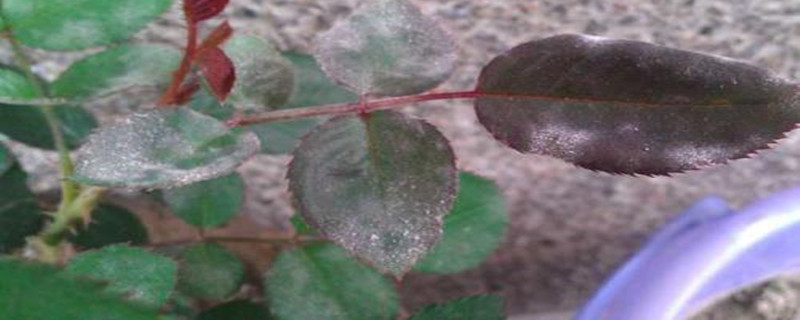 牛奶治月季花白粉病 牛奶治月季花白粉病