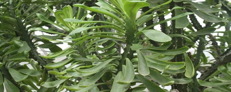 花卉霸王鞭养法