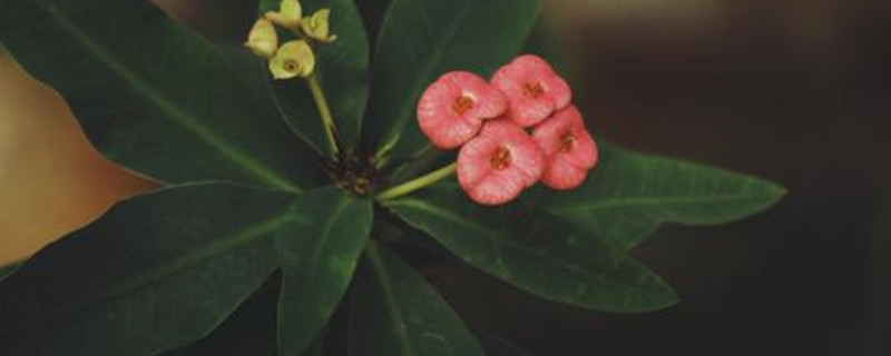 虎刺梅是不是霸王树 虎刺梅是不是霸王树